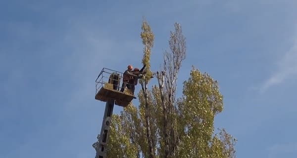 Кронирование деревьев в Санкт-Петербурге