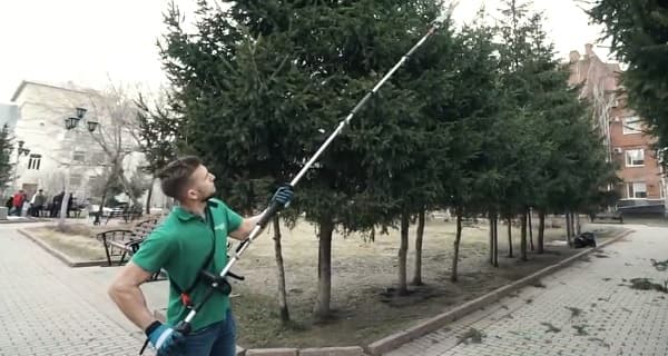 Санитарная обрезка деревьев и кустарников в СПб