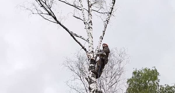 Валка деревьев частями в СПб